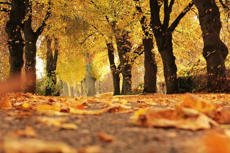 Herfstvakantie